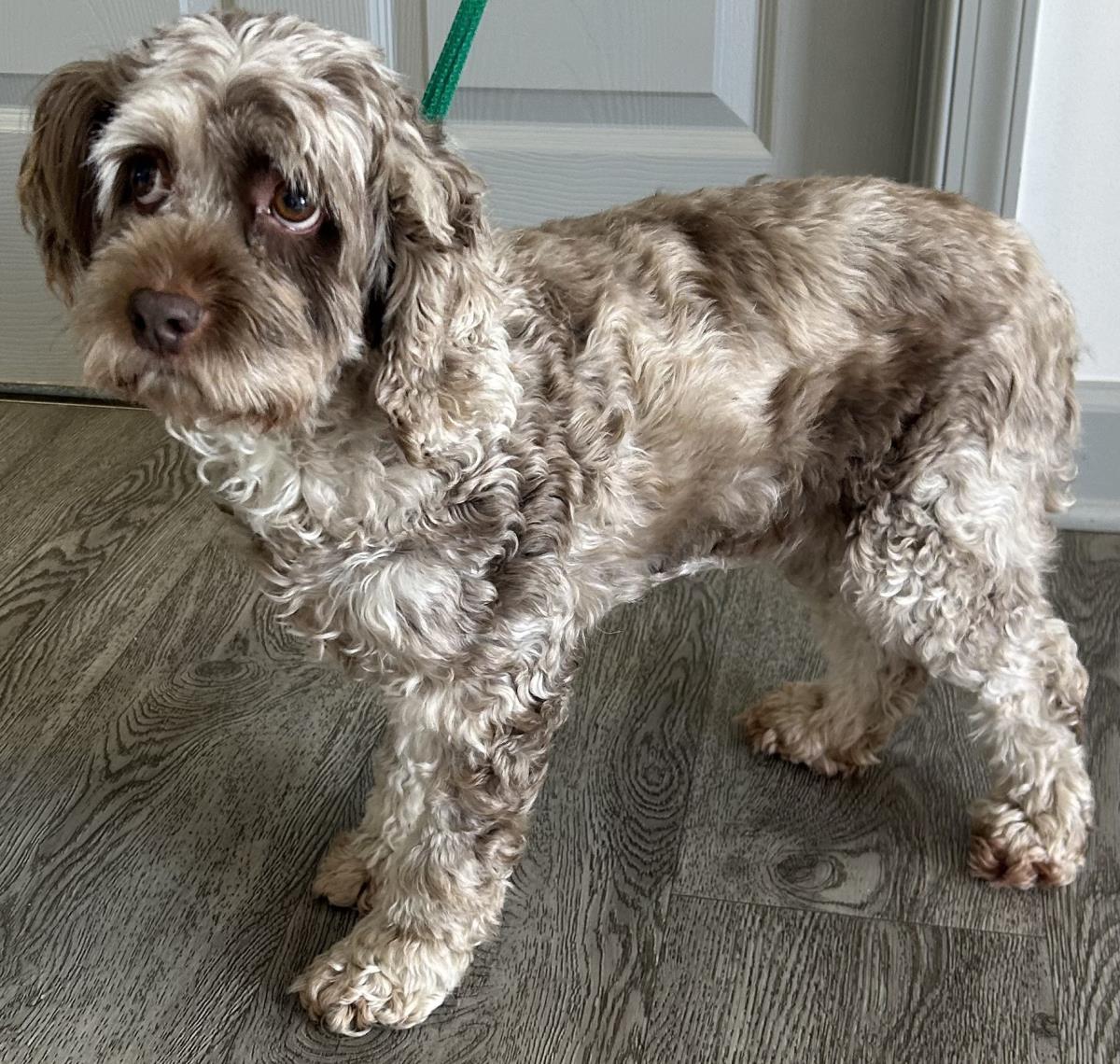 Enlarge Brownie, a Adoptable Cockapoo in Westminster, MD image 2/3