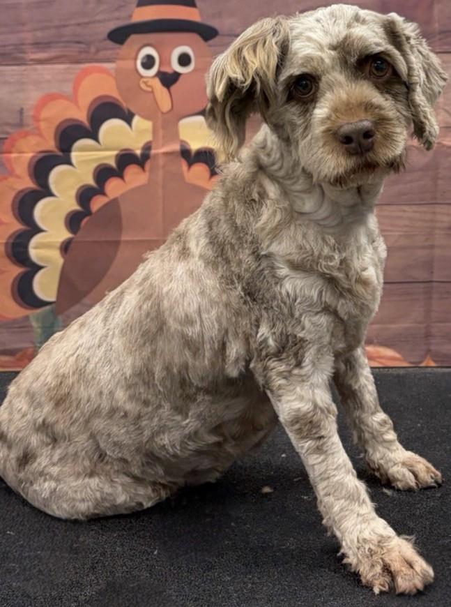 Enlarge Brownie, a Adoptable Cockapoo in Westminster, MD image 3/3