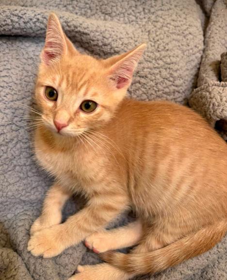 Ed, a ADOPTABLE mixed breed in Escondido, CA image 2/4