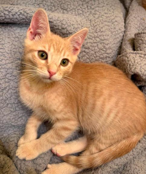 Ed, a ADOPTABLE mixed breed in Escondido, CA image 1/4