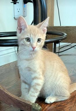 Ed, a ADOPTABLE mixed breed in Escondido, CA image 4/4