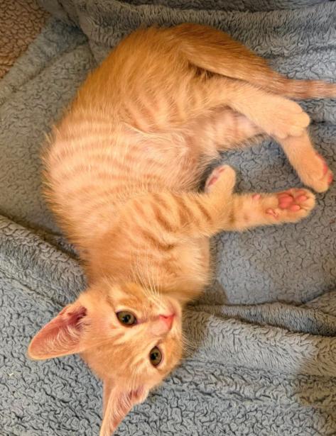 Ed, a ADOPTABLE mixed breed in Escondido, CA image 3/4