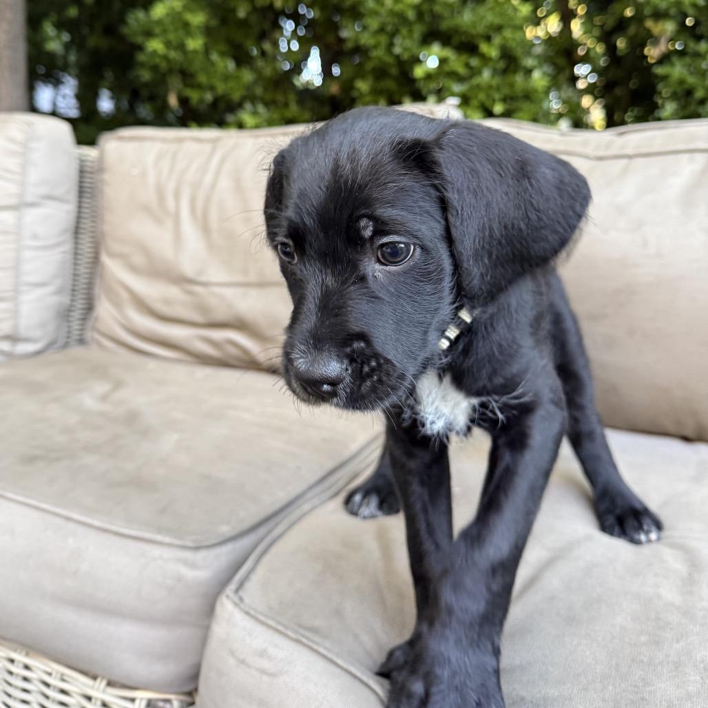 Enlarge BIBI, a Adoptable mixed breed in Point Richmond, CA image 5/6