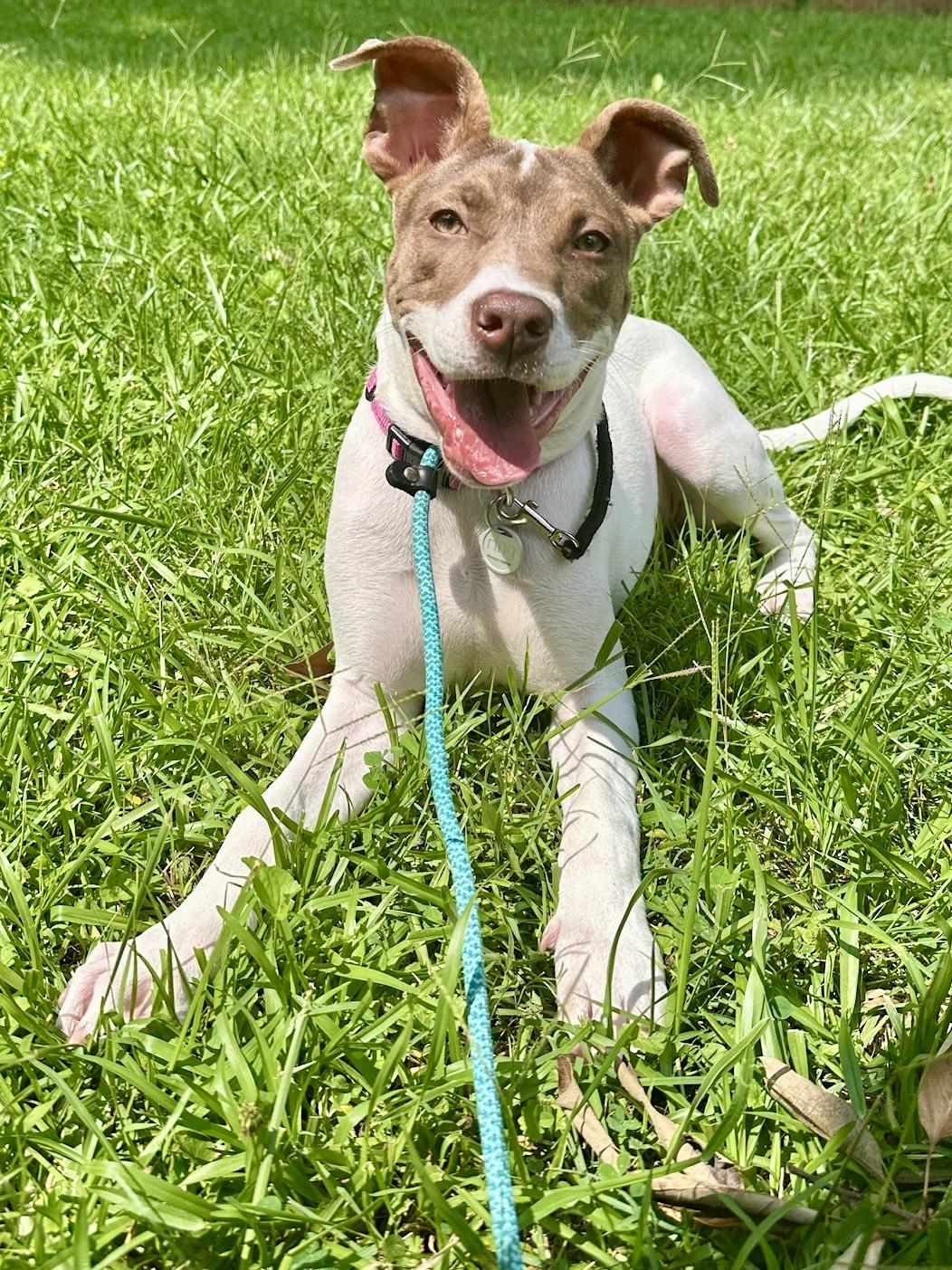Enlarge Madi Peeps, a Adoptable mixed breed in Marietta, GA image 3/4