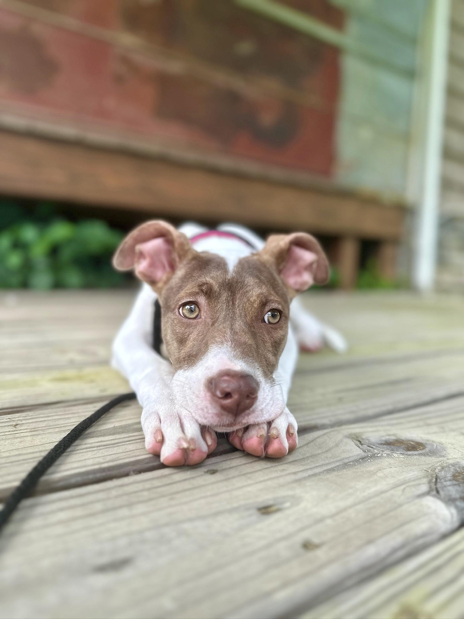 Madi Peeps, Adoptable, Young Female American Staffordshire Terrier & Pit Bull Terrier.