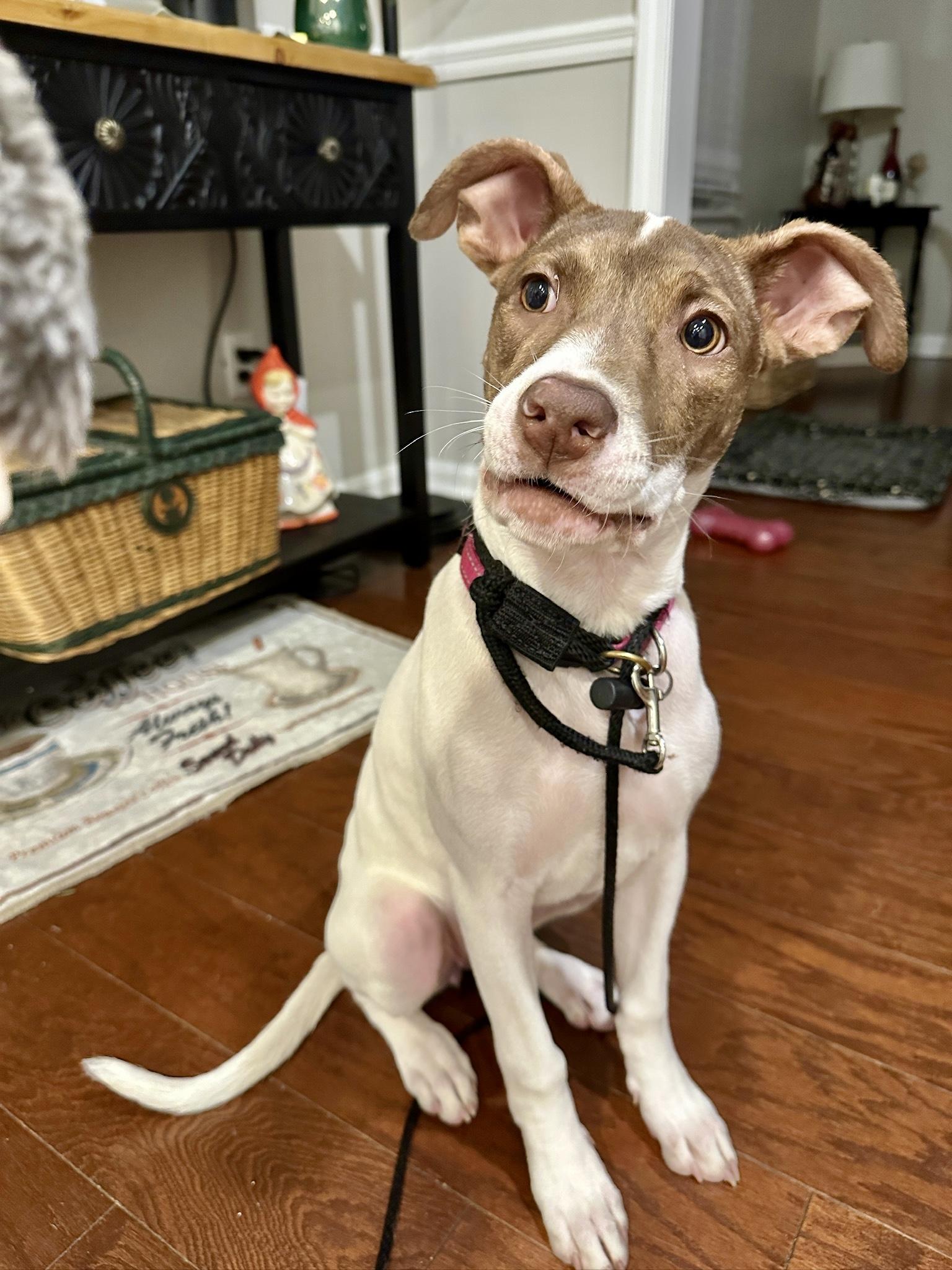 Enlarge Madi Peeps, a Adoptable mixed breed in Marietta, GA image 4/4