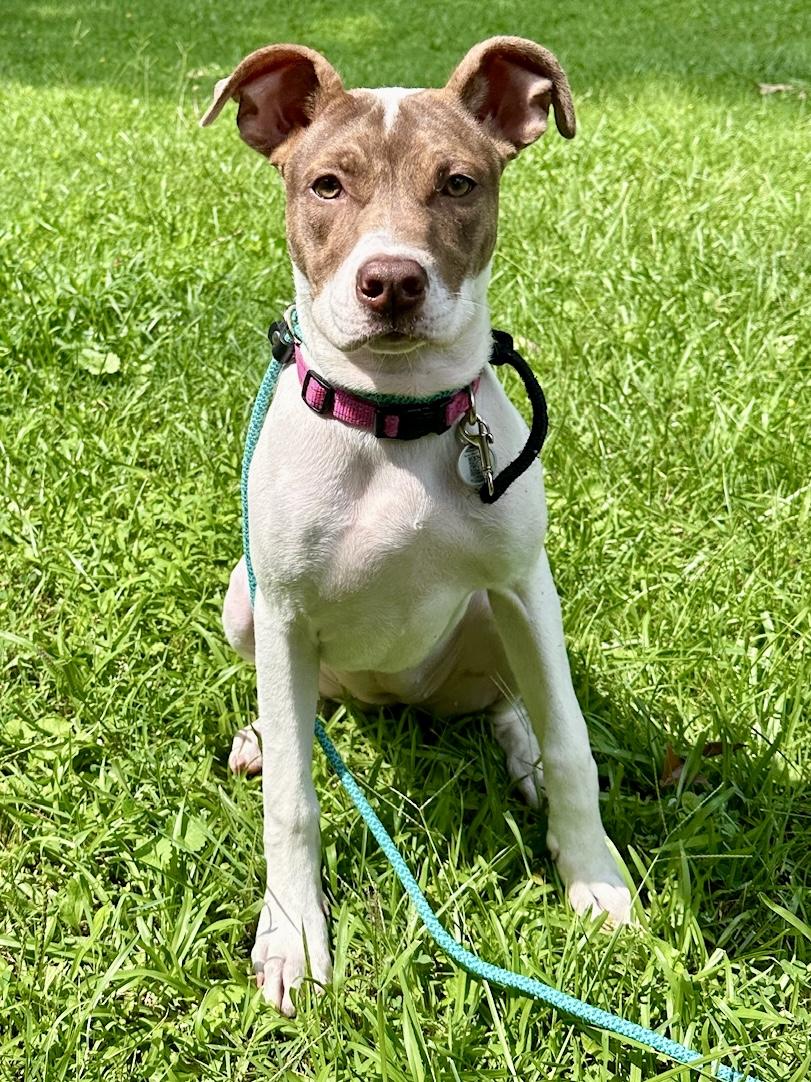 Enlarge Madi Peeps, a Adoptable mixed breed in Marietta, GA image 2/4