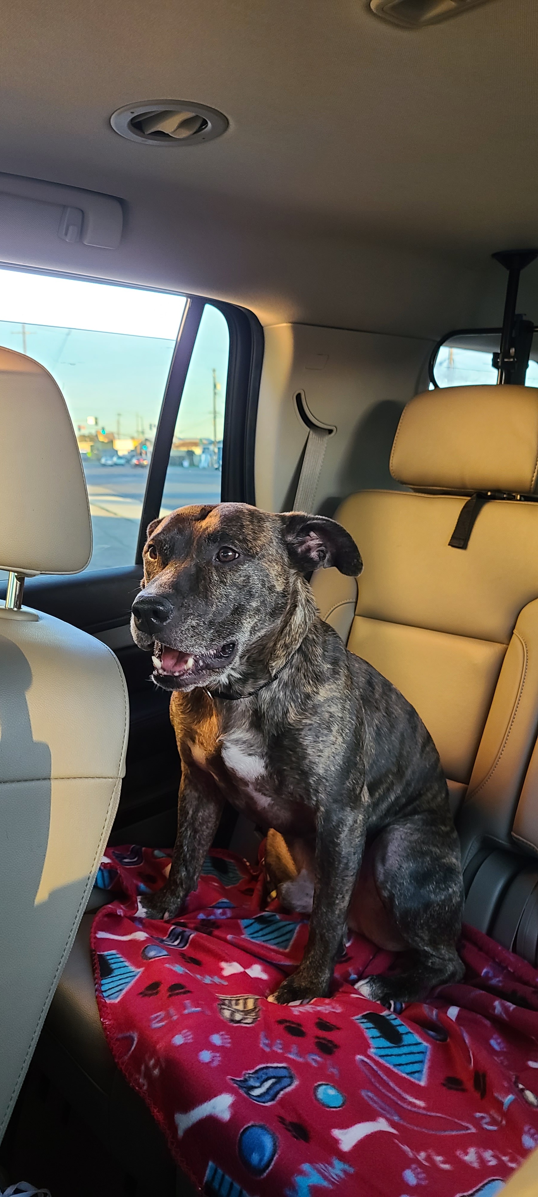 Enlarge Cruz, a Adoptable mixed breed in Danville, CA image 8/12