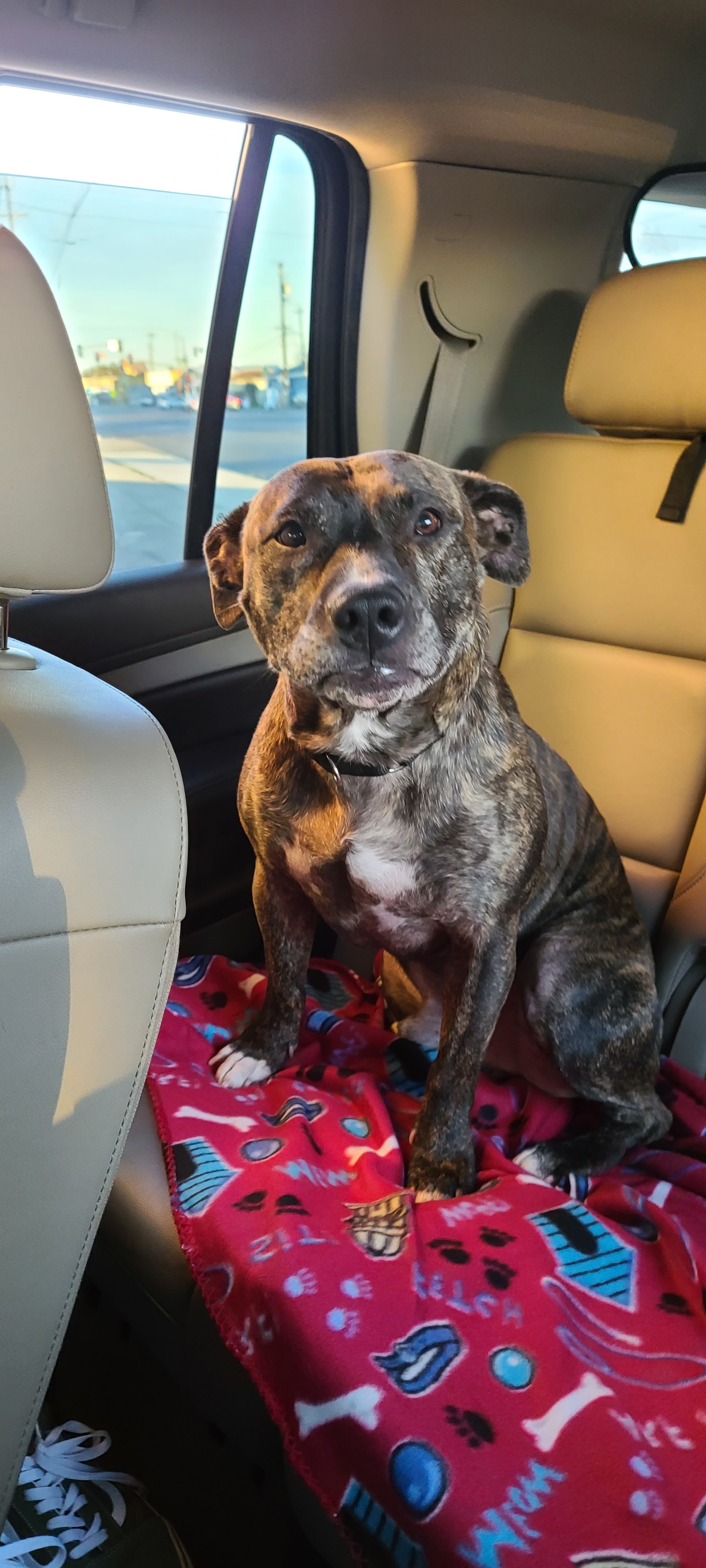 Enlarge Cruz, a Adoptable mixed breed in Danville, CA image 9/12