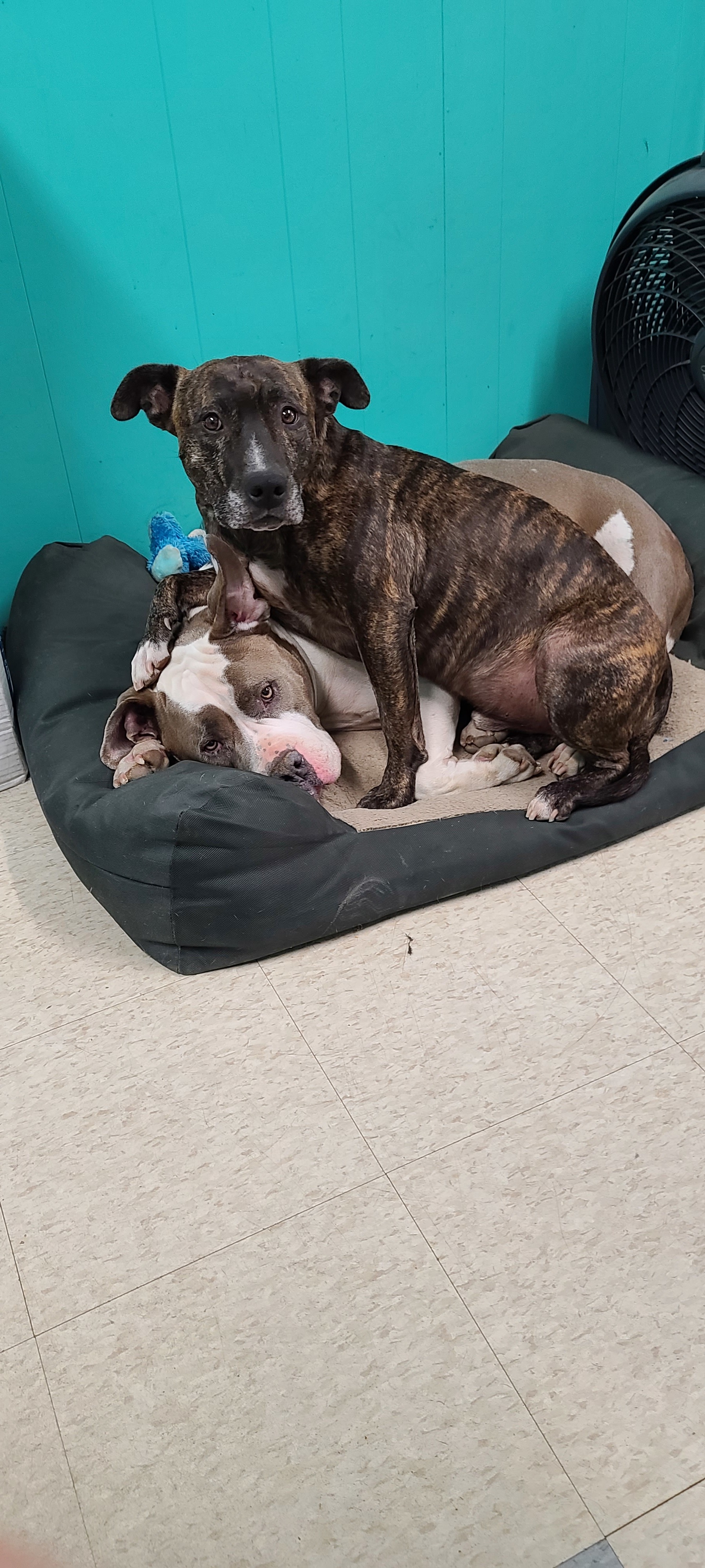 Enlarge Cruz, a Adoptable mixed breed in Danville, CA image 10/12