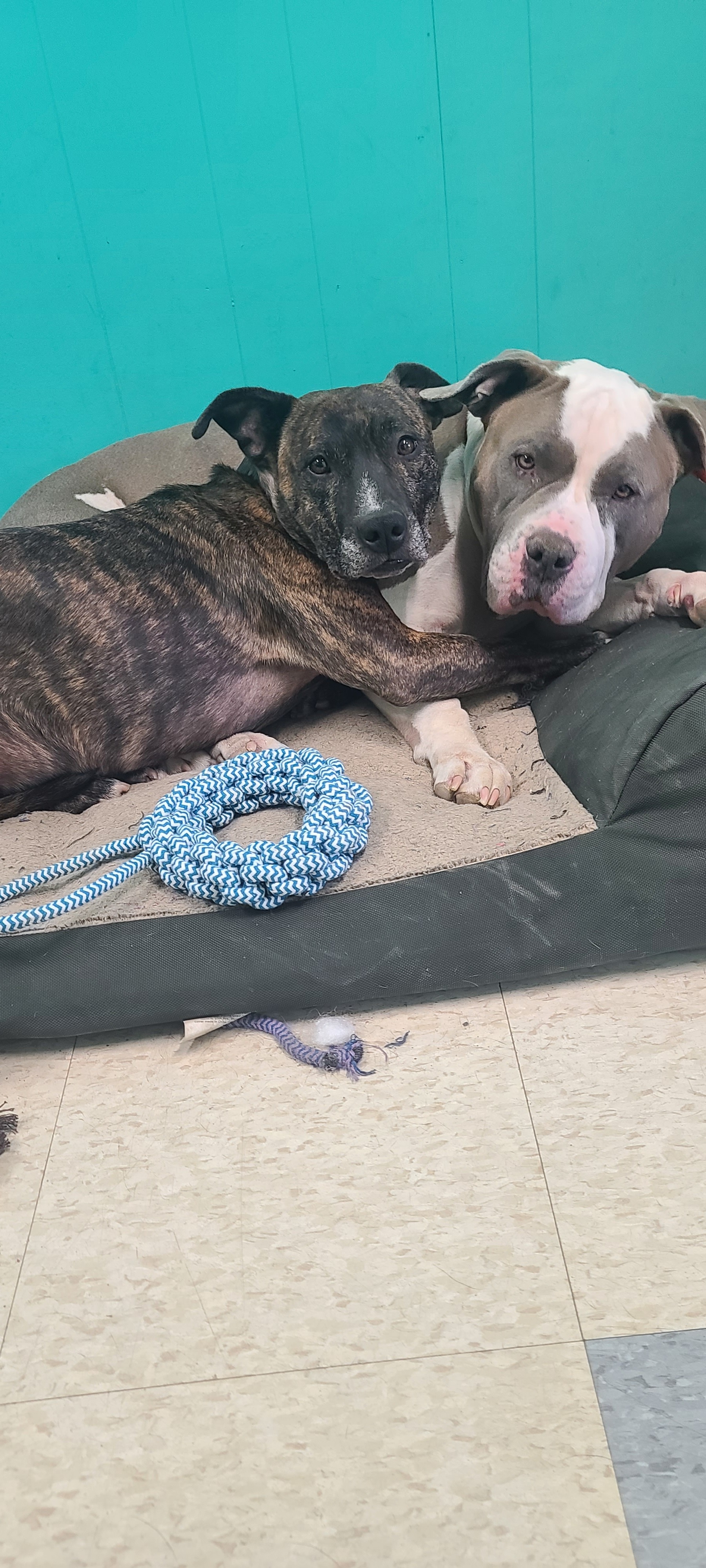 Cruz, Adoptable, Adult Male Pit Bull Terrier.