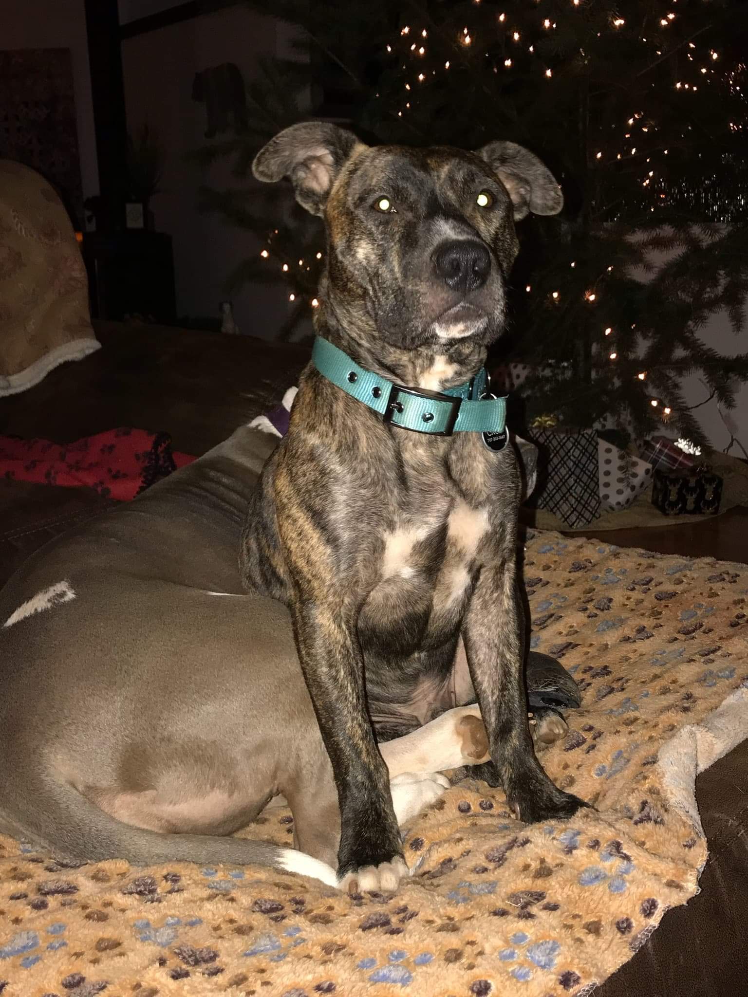 Enlarge Cruz, a Adoptable mixed breed in Danville, CA image 12/12