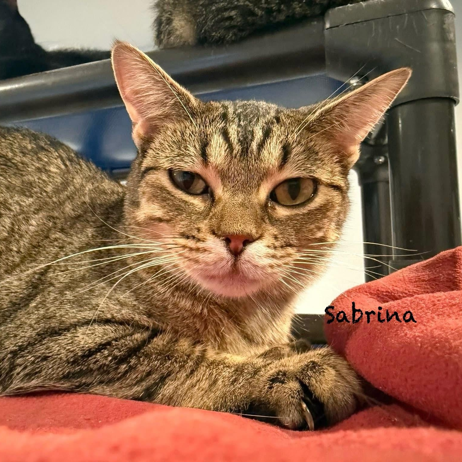 Enlarge Sabrina, a Adoptable mixed breed in Palatine, IL image 1/4