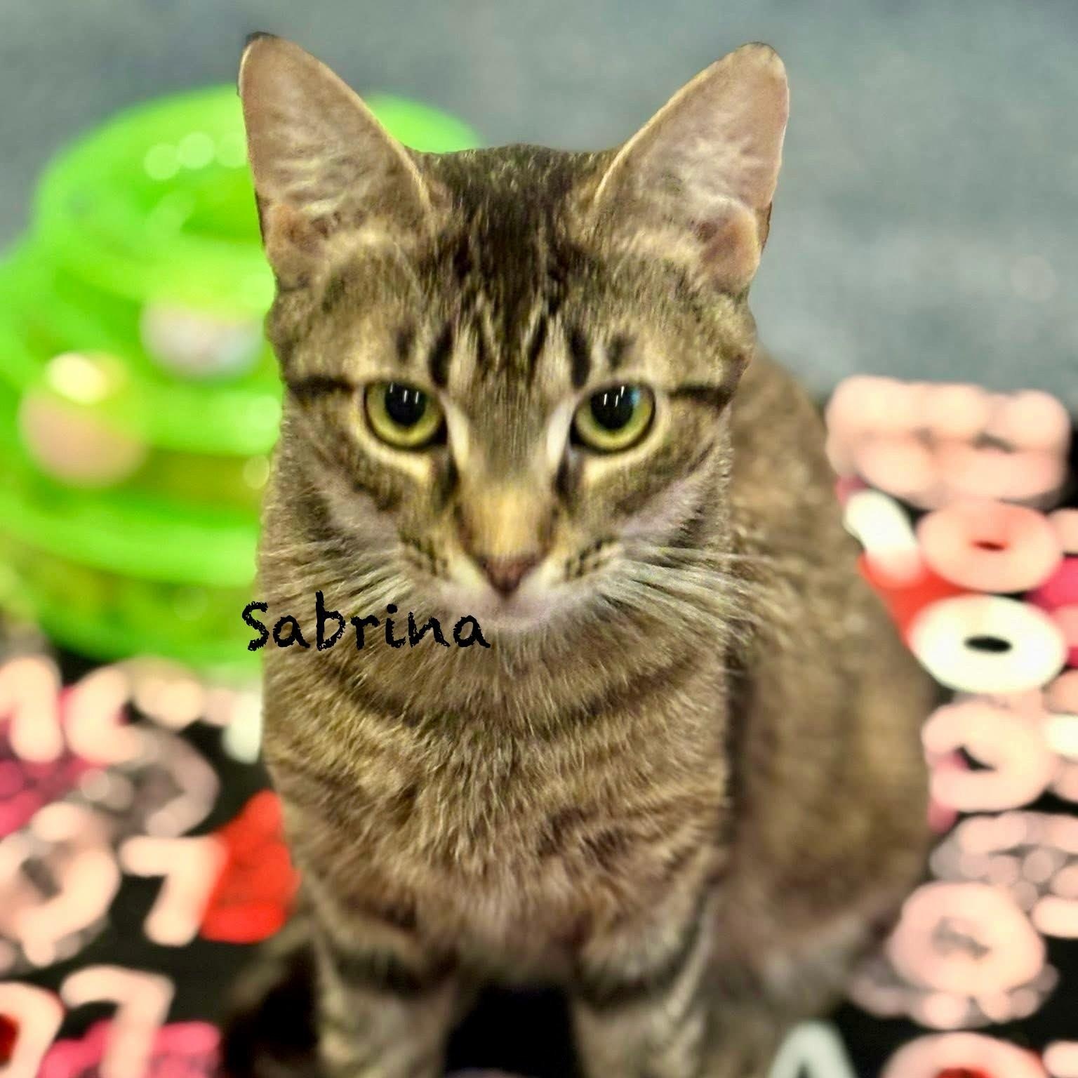 Enlarge Sabrina, a Adoptable mixed breed in Palatine, IL image 2/4