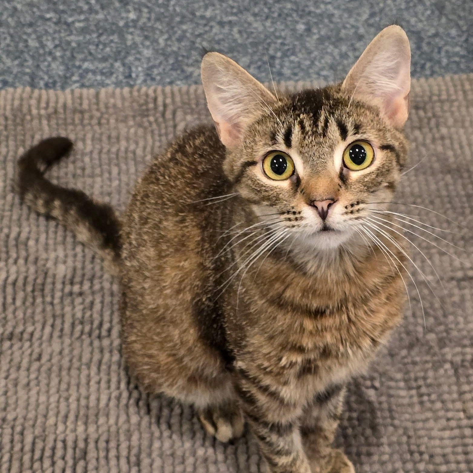 Enlarge Sabrina, a Adoptable mixed breed in Palatine, IL image 3/4