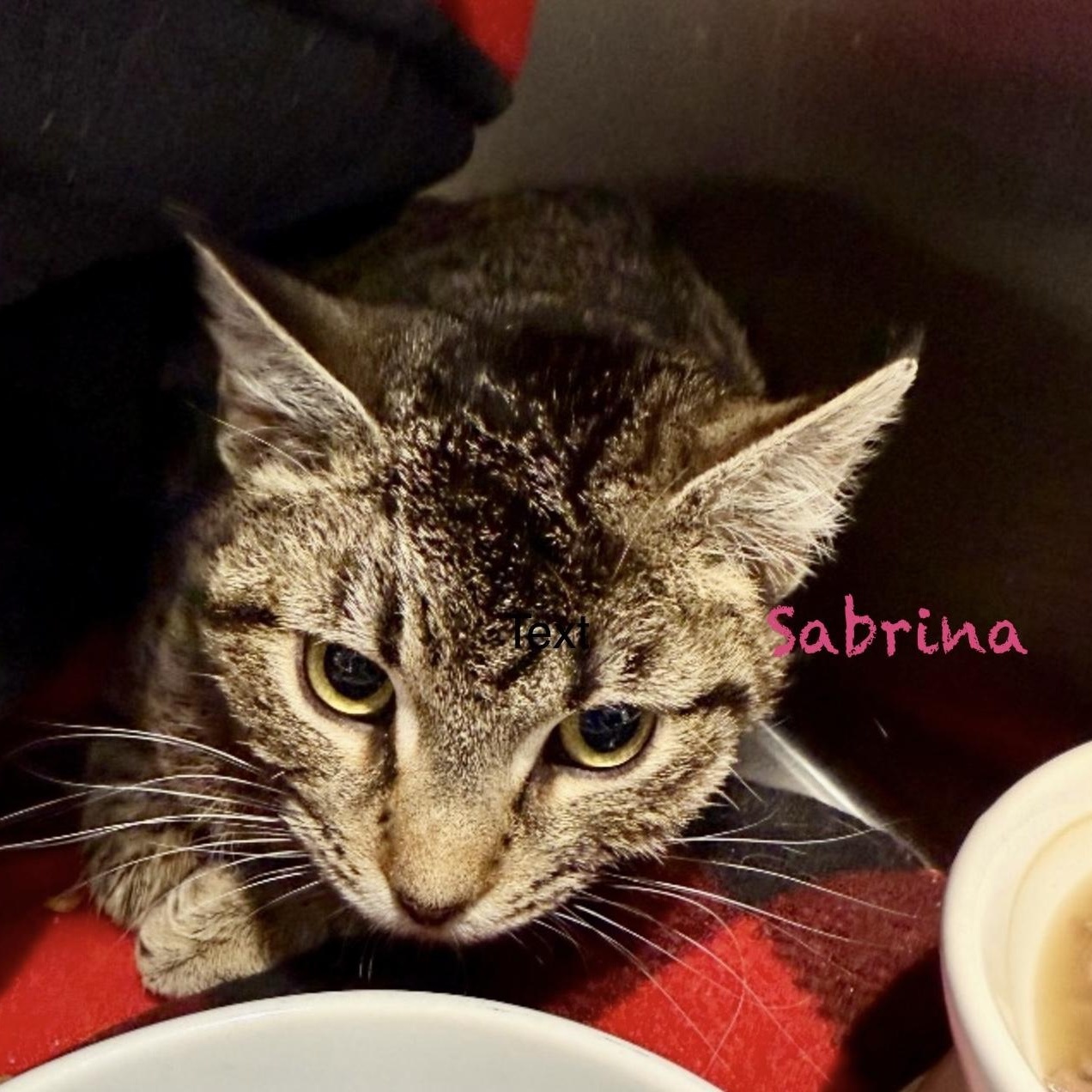 Enlarge Sabrina, a Adoptable mixed breed in Palatine, IL image 4/4