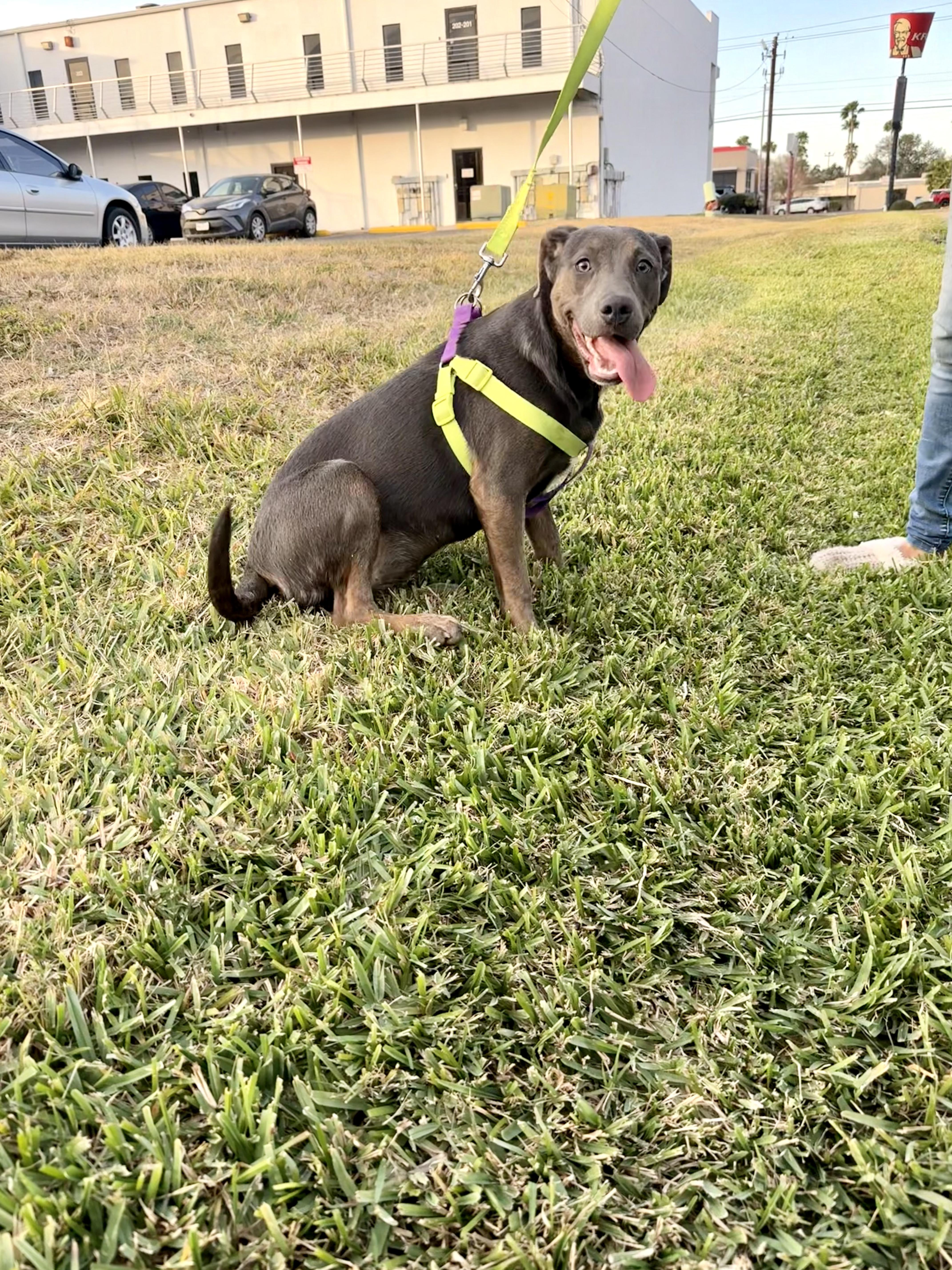 Enlarge Mulan, a Adoptable mixed breed in Harlingen, TX image 6/6