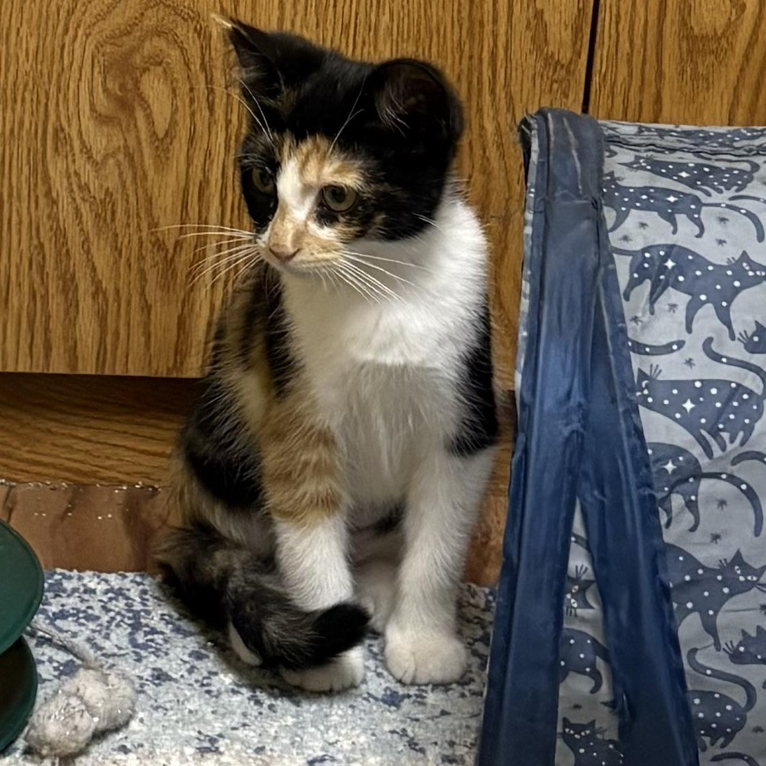Enlarge Moana, a Adoptable Domestic Short Hair in Faribault, MN image 2/2