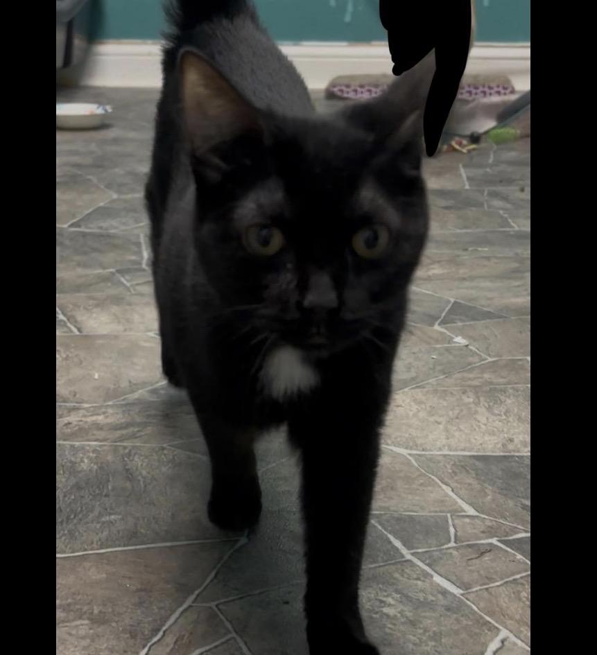 Flow, a Adoptable Domestic Short Hair in Maineville, OH image 2/3