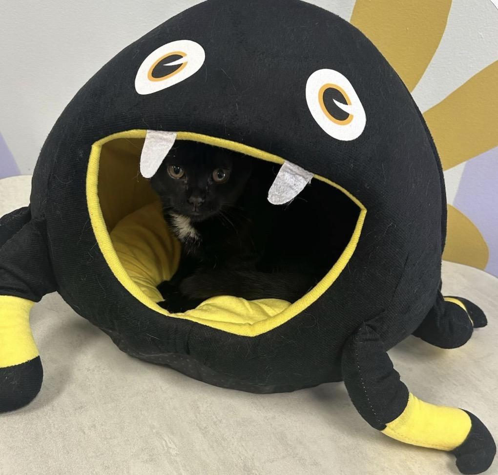 Flow, Adoptable, Young Female Domestic Short Hair.