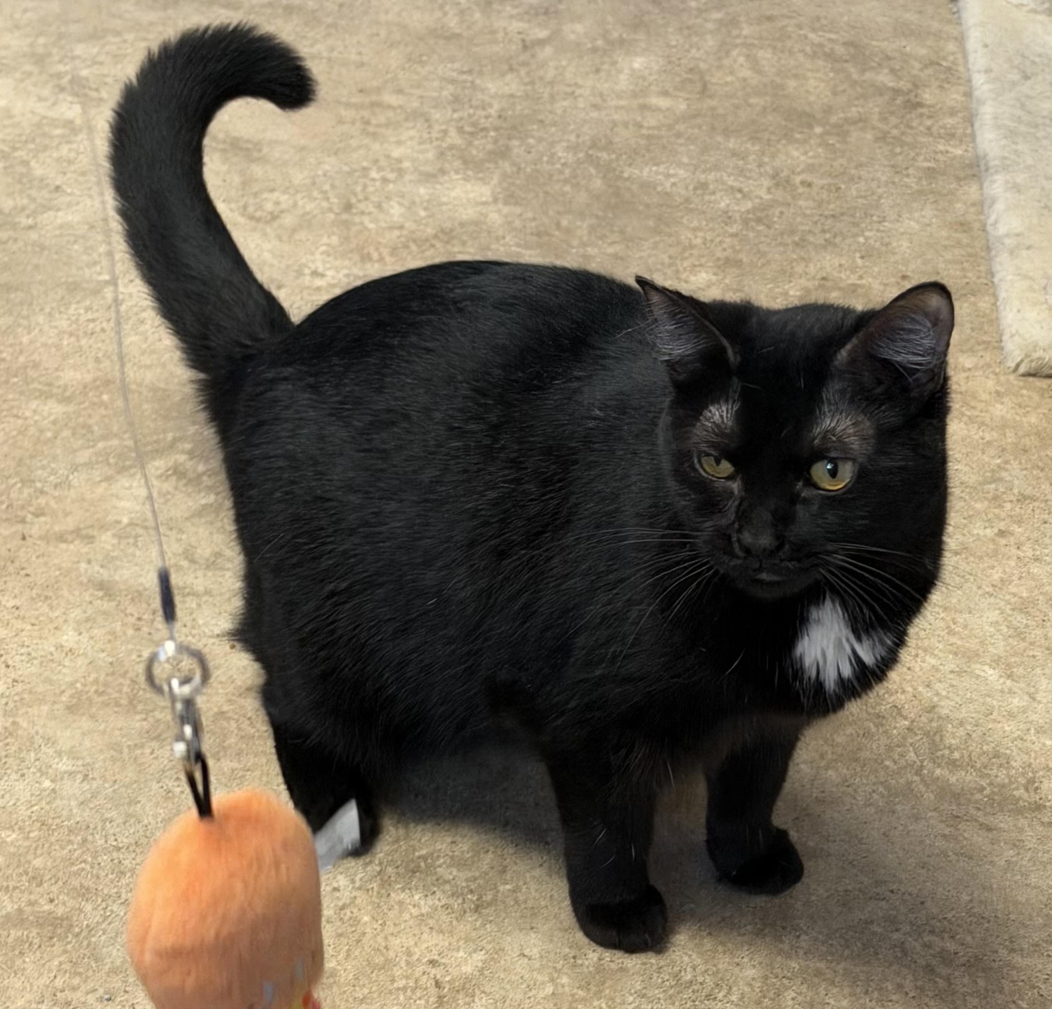 Flow, Adoptable, Young Female Domestic Short Hair.