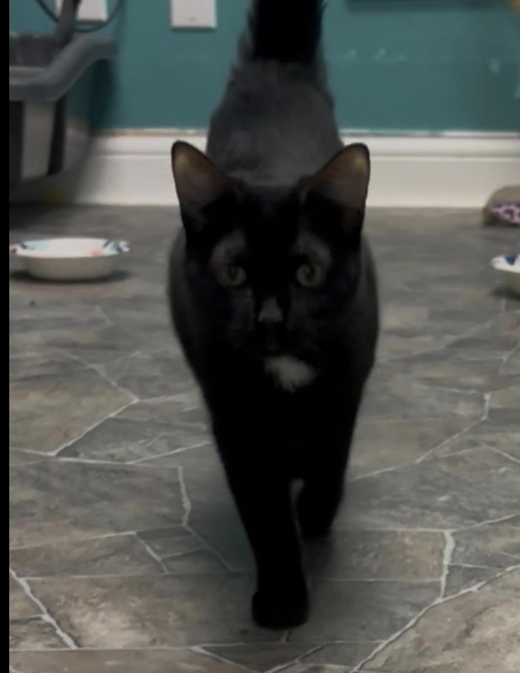 Flow, Adoptable, Young Female Domestic Short Hair.