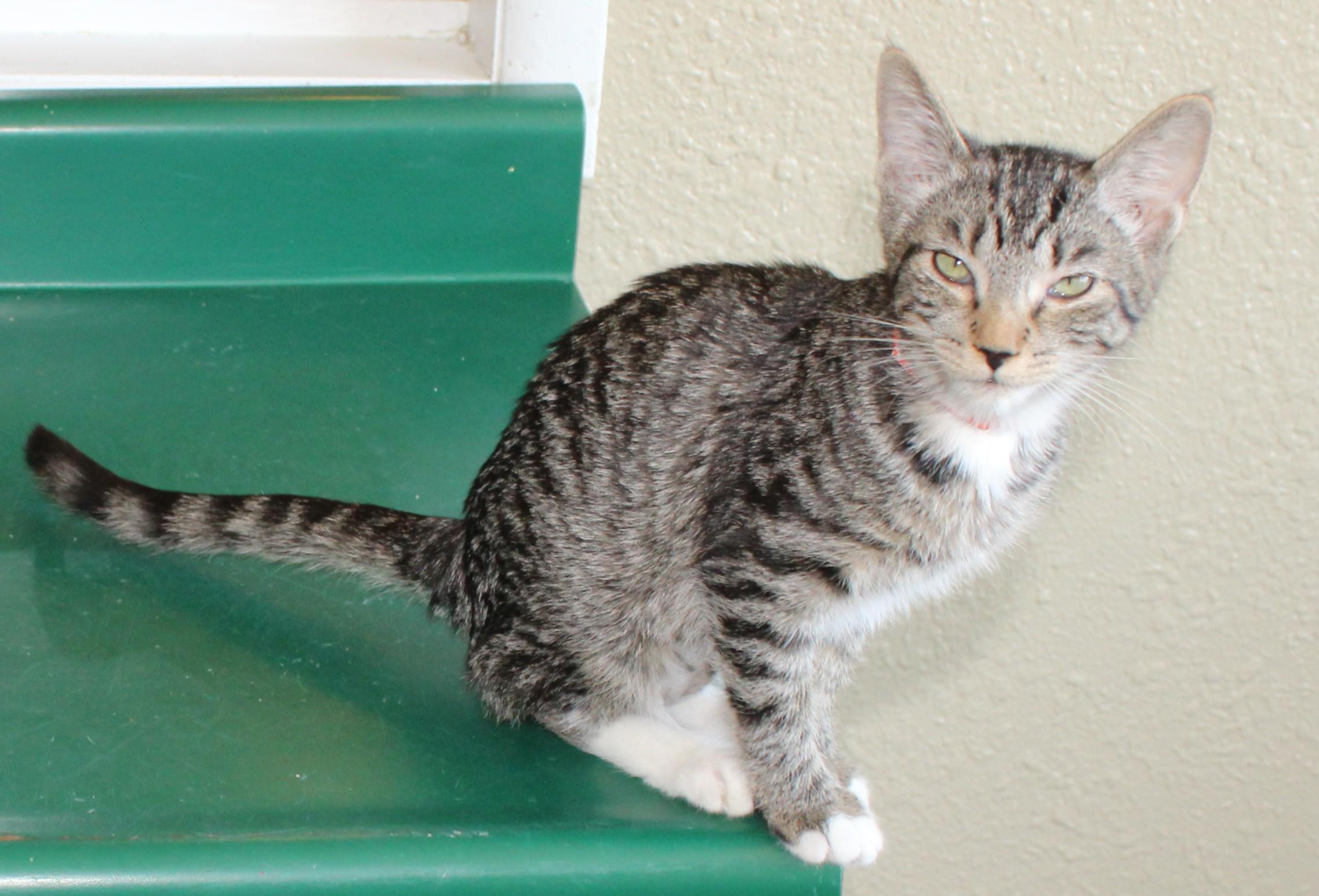 Enlarge Vista, an adopted mixed breed in Huron, SD image 1/3