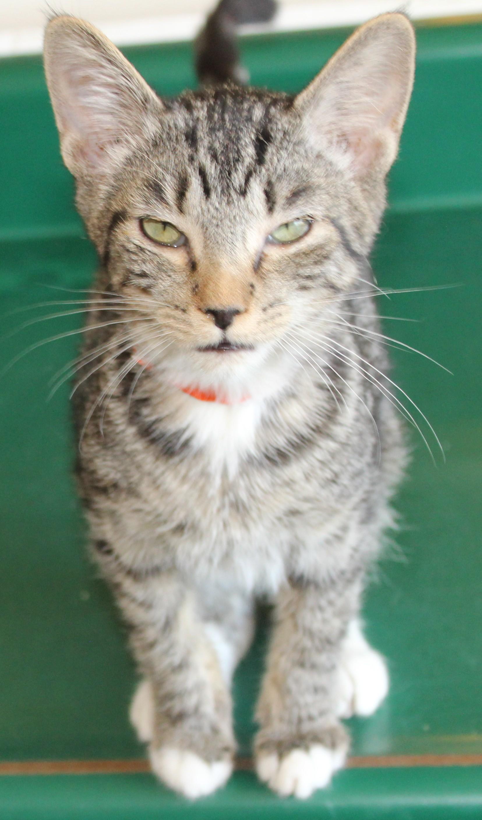 Enlarge Vista, an adopted mixed breed in Huron, SD image 3/3