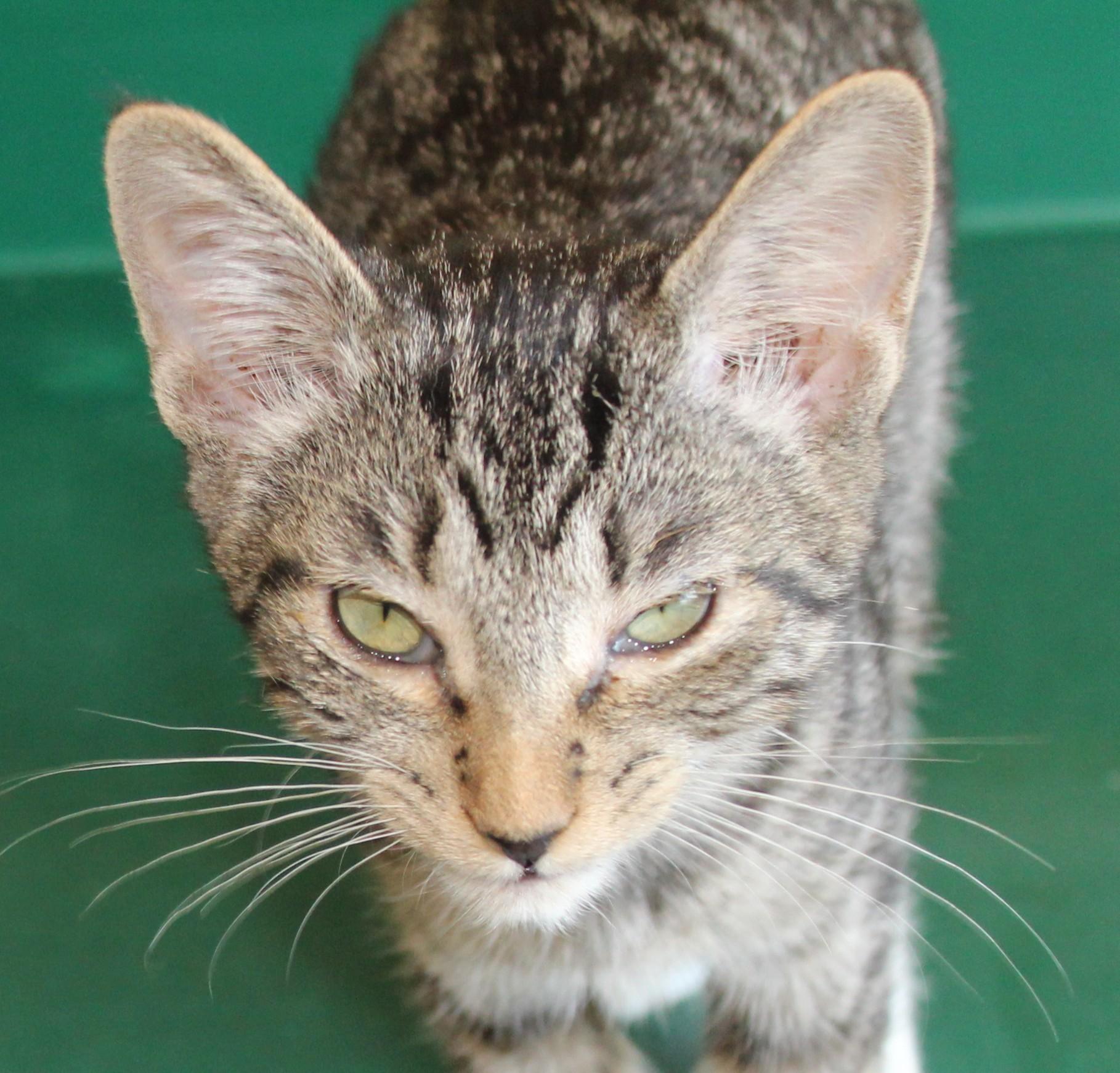 Enlarge Vista, an adopted mixed breed in Huron, SD image 2/3