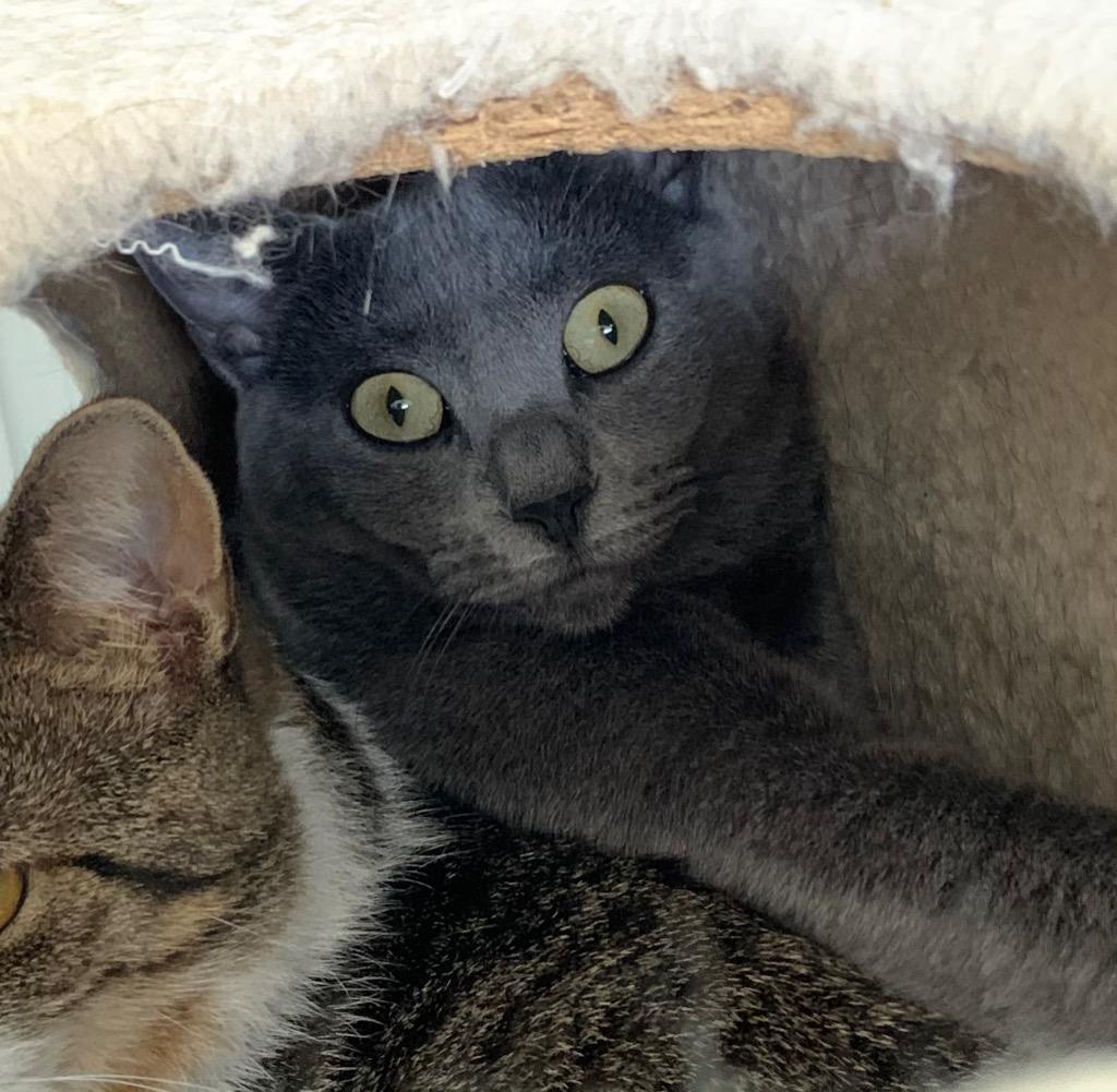 Fae, Adoptable, Adult Female Domestic Short Hair.