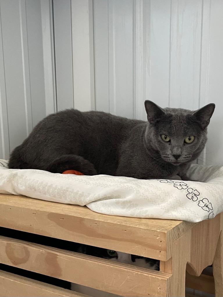 Enlarge Fae, a Adoptable mixed breed in Hartford City, IN image 2/6