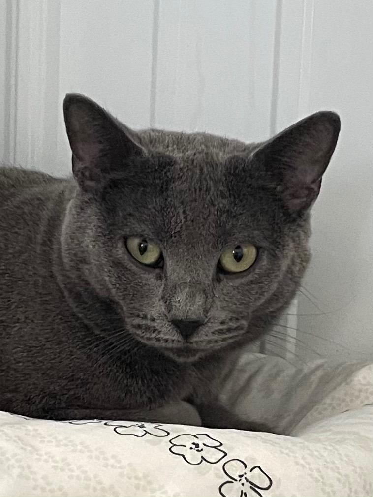 Enlarge Fae, a Adoptable mixed breed in Hartford City, IN image 3/6