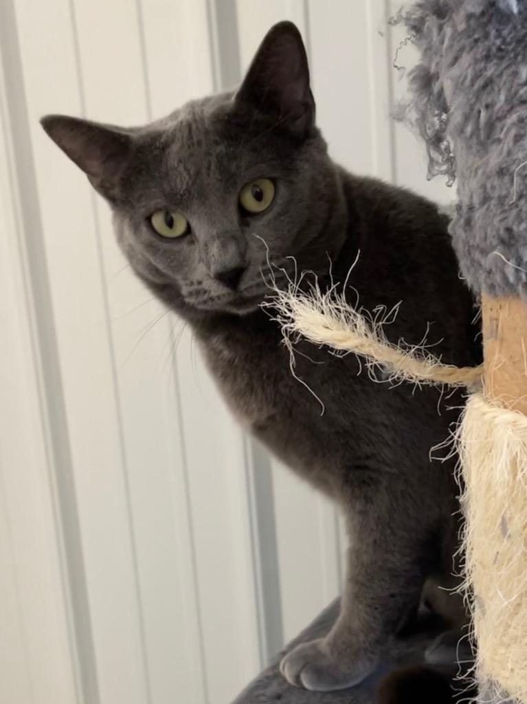 Enlarge Fae, a Adoptable mixed breed in Hartford City, IN image 4/6