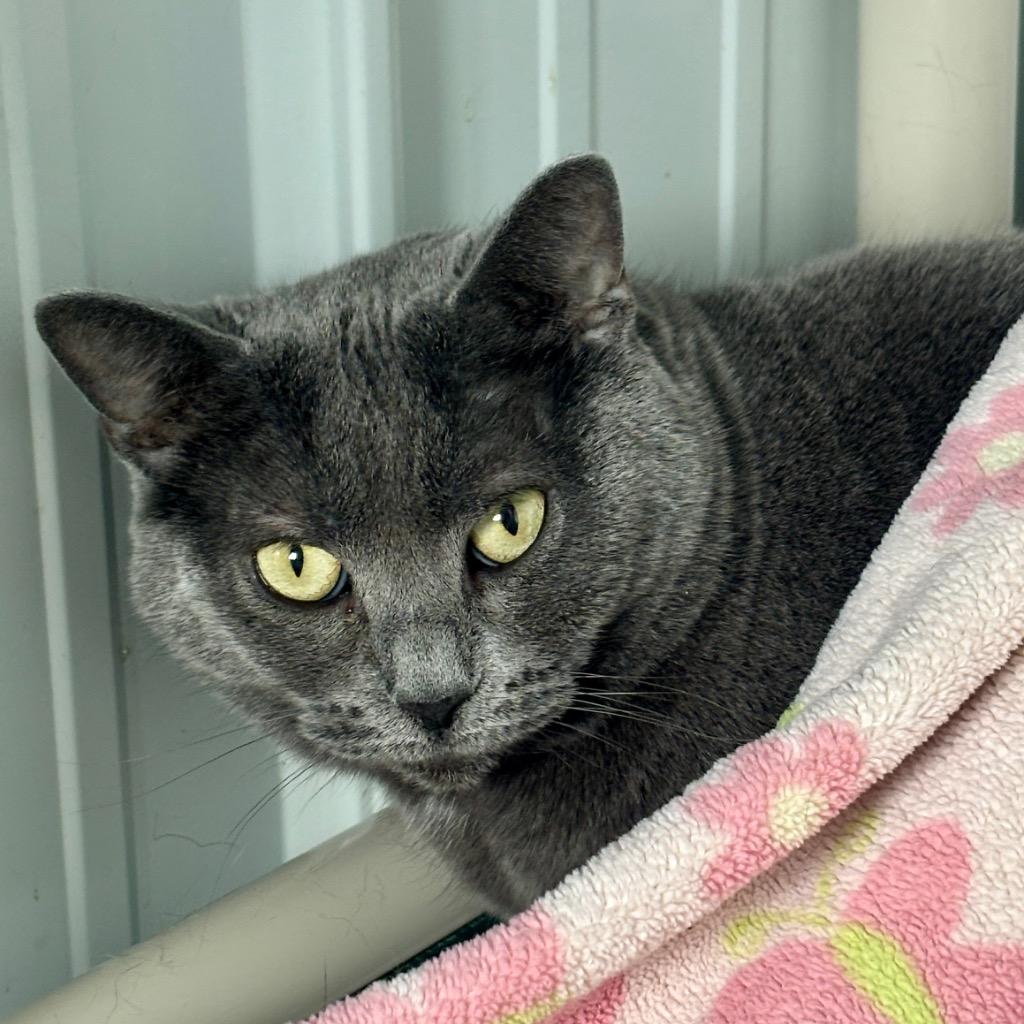 Enlarge Fae, a Adoptable mixed breed in Hartford City, IN image 6/6