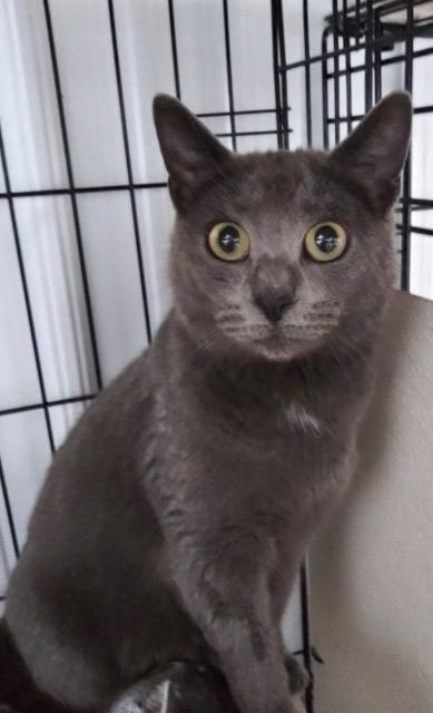 Enlarge Fae, a Adoptable mixed breed in Hartford City, IN image 6/6