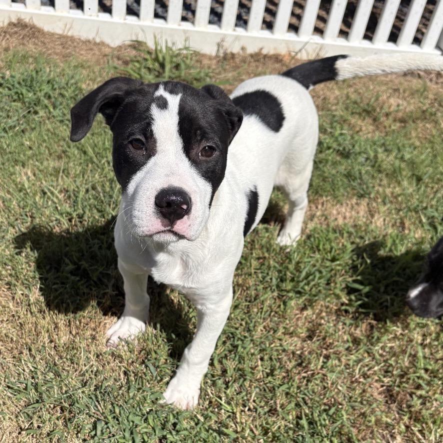 Bolder, Adoptable, Puppy Male Pit Bull Terrier.