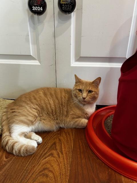 Rufus, a Adoptable Domestic Short Hair in Cape May, NJ image 1/3