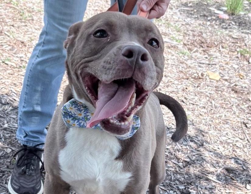 Hazel, a Adoptable mixed breed in Columbus, IN image 2/3