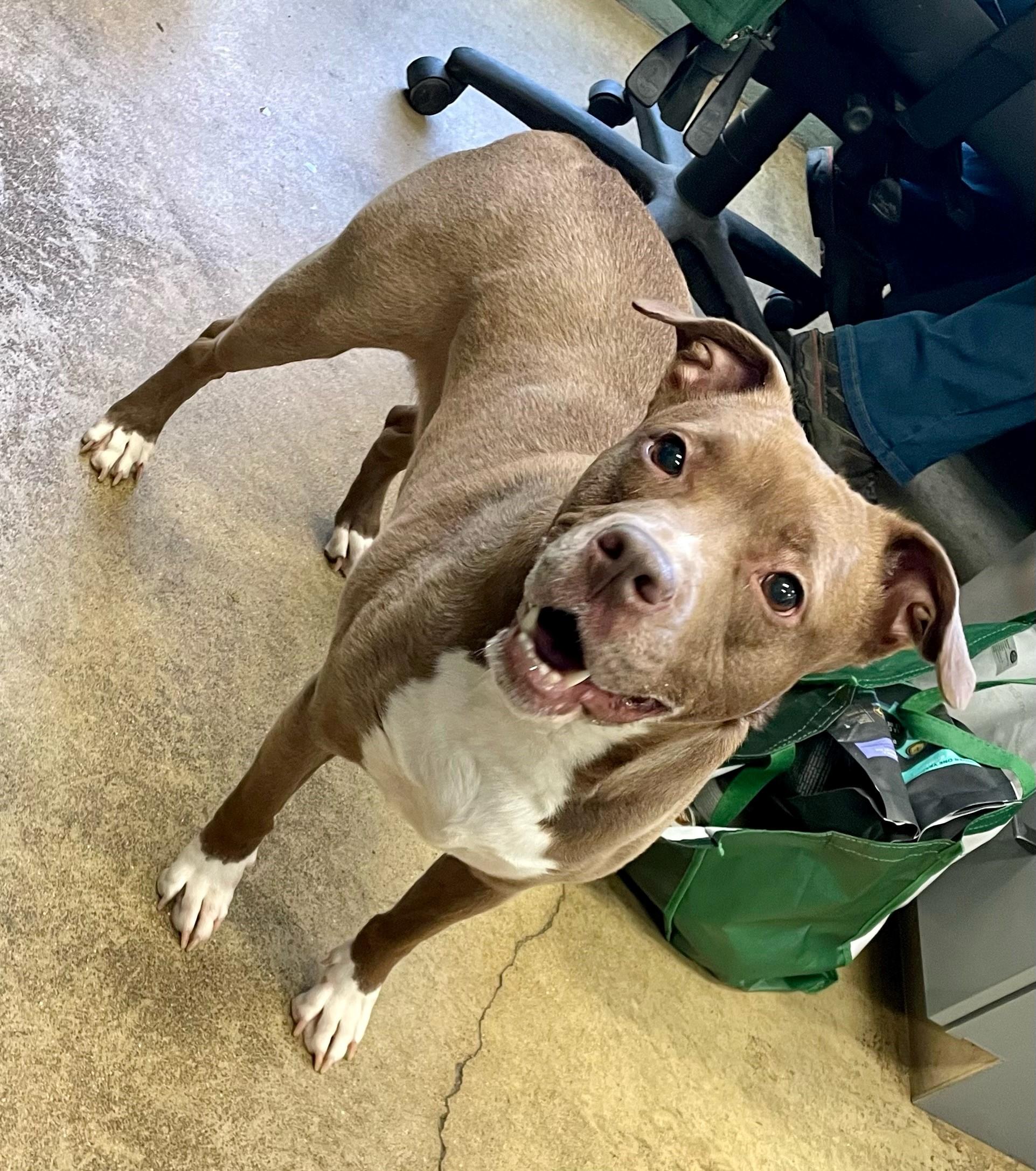 Hazel, a Adoptable mixed breed in Columbus, IN image 3/3