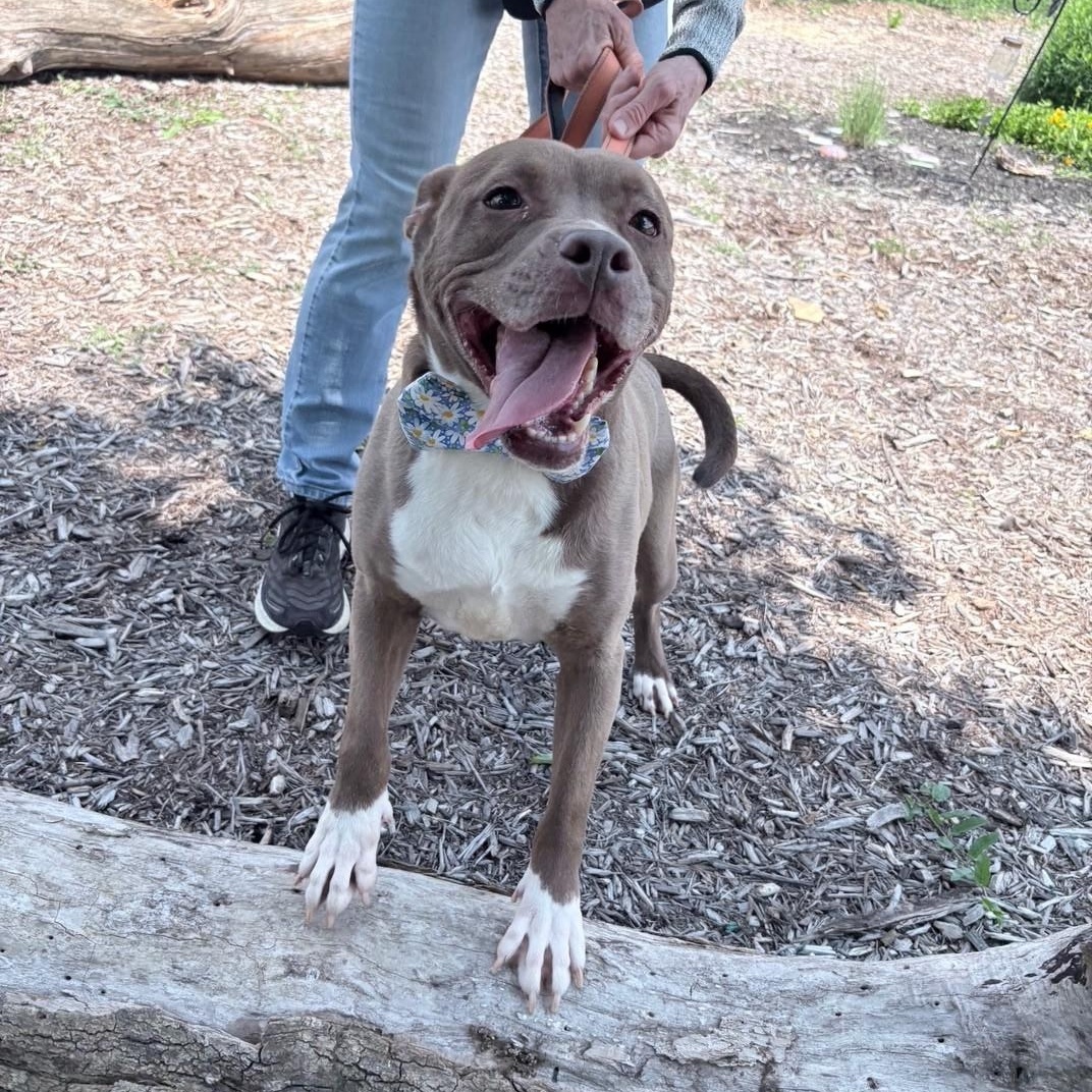 Hazel, Adoptable, Adult Female Chocolate Labrador Retriever & Pit Bull Terrier.
