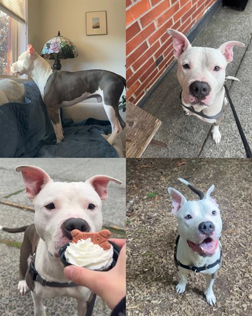 OZWALD, Adoptable, Young Male Pit Bull Terrier & Mixed Breed.