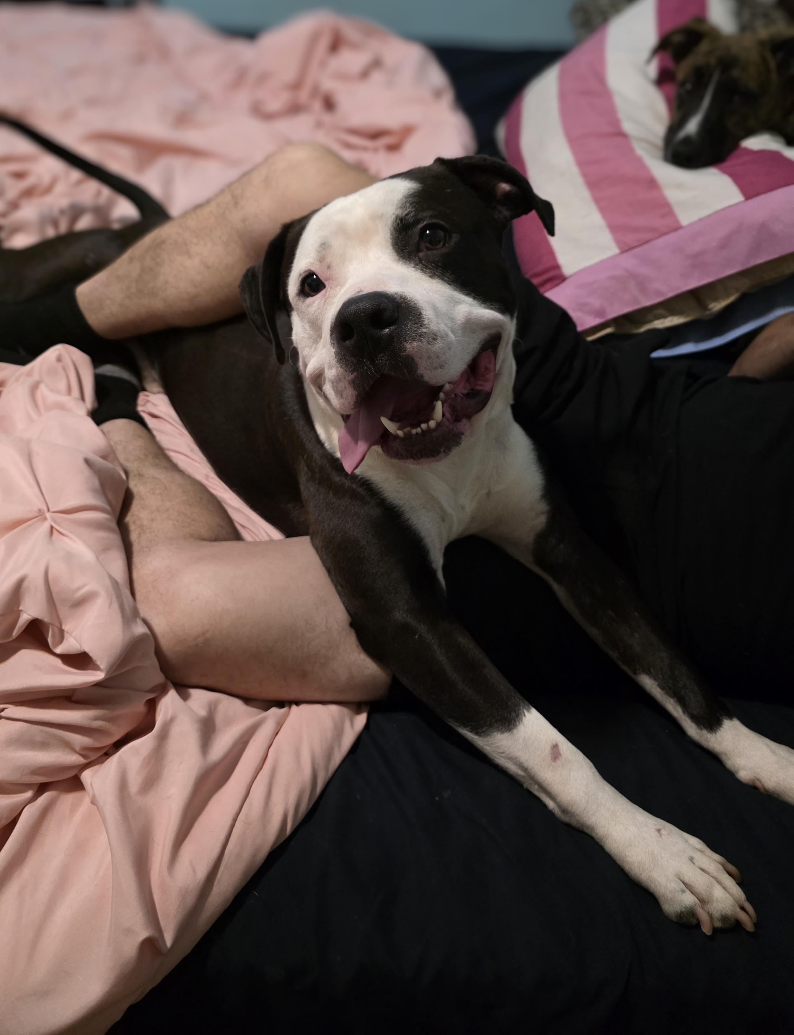 Chase, Adoptable, Adult Male Terrier.