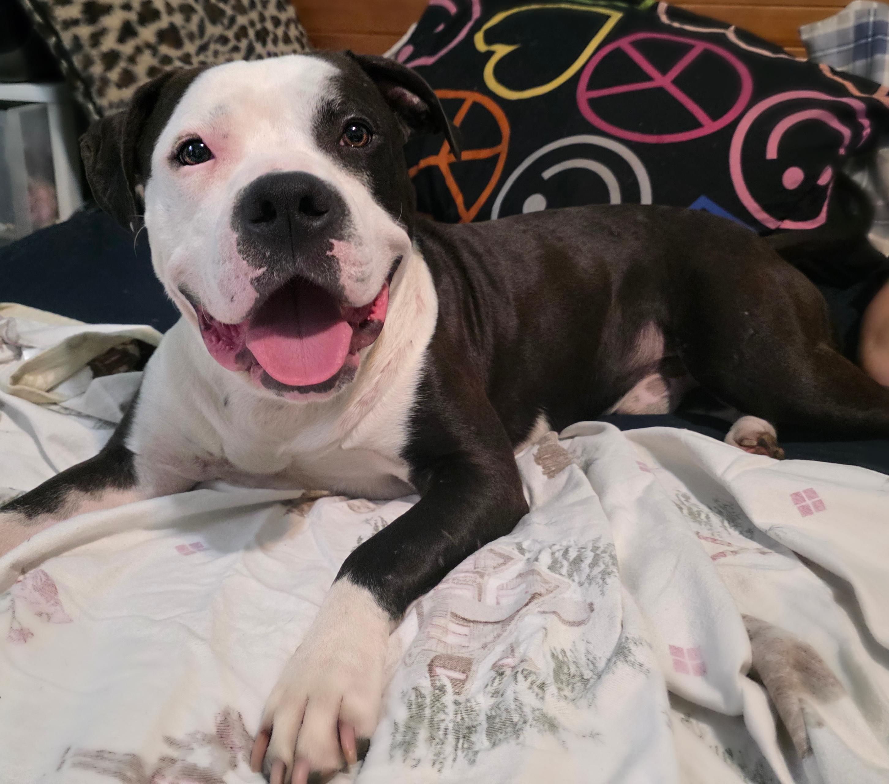 Enlarge Chase, an adopted mixed breed in Northville, MI image 2/3