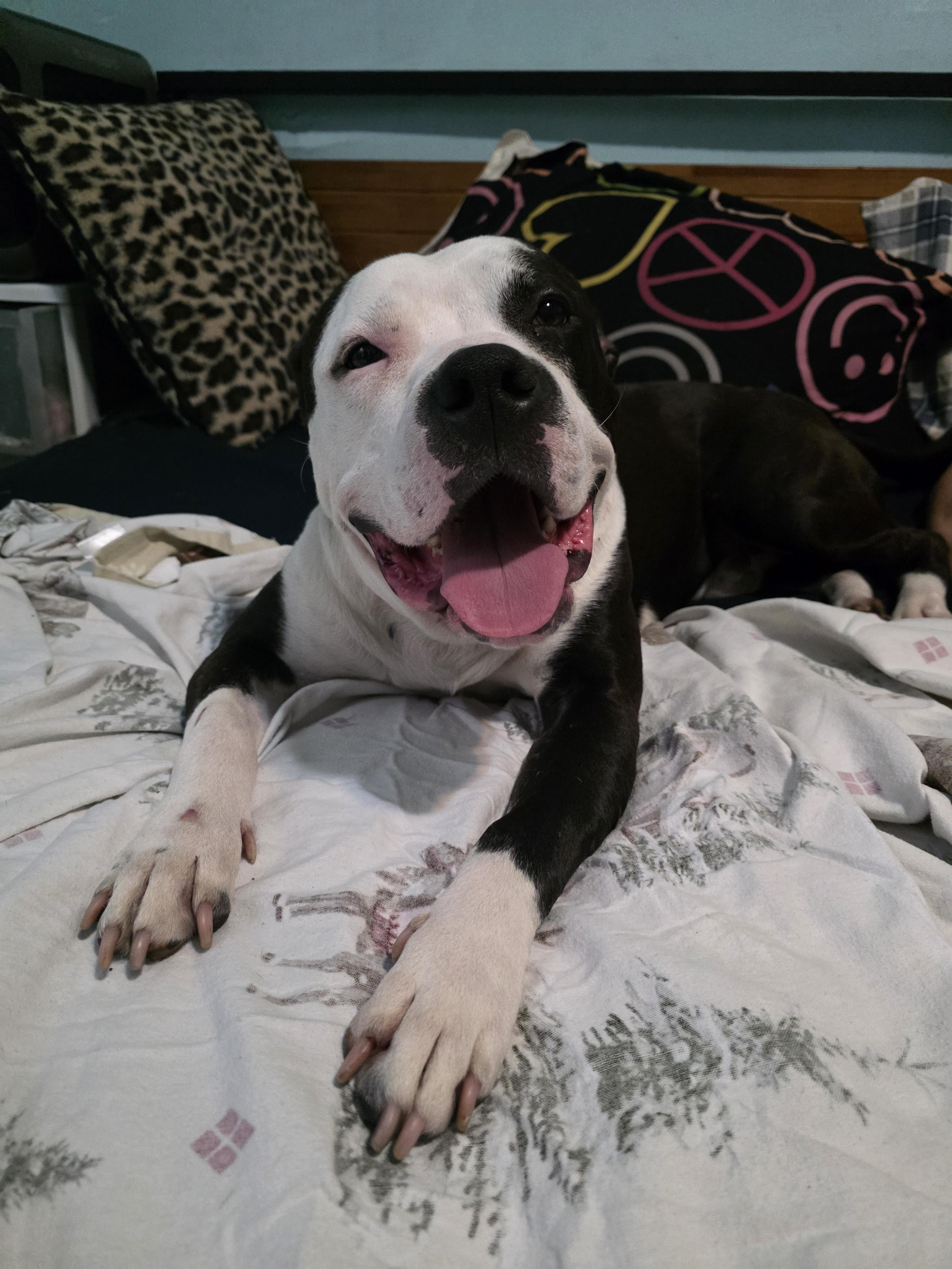 Enlarge Chase, an adopted mixed breed in Northville, MI image 3/3
