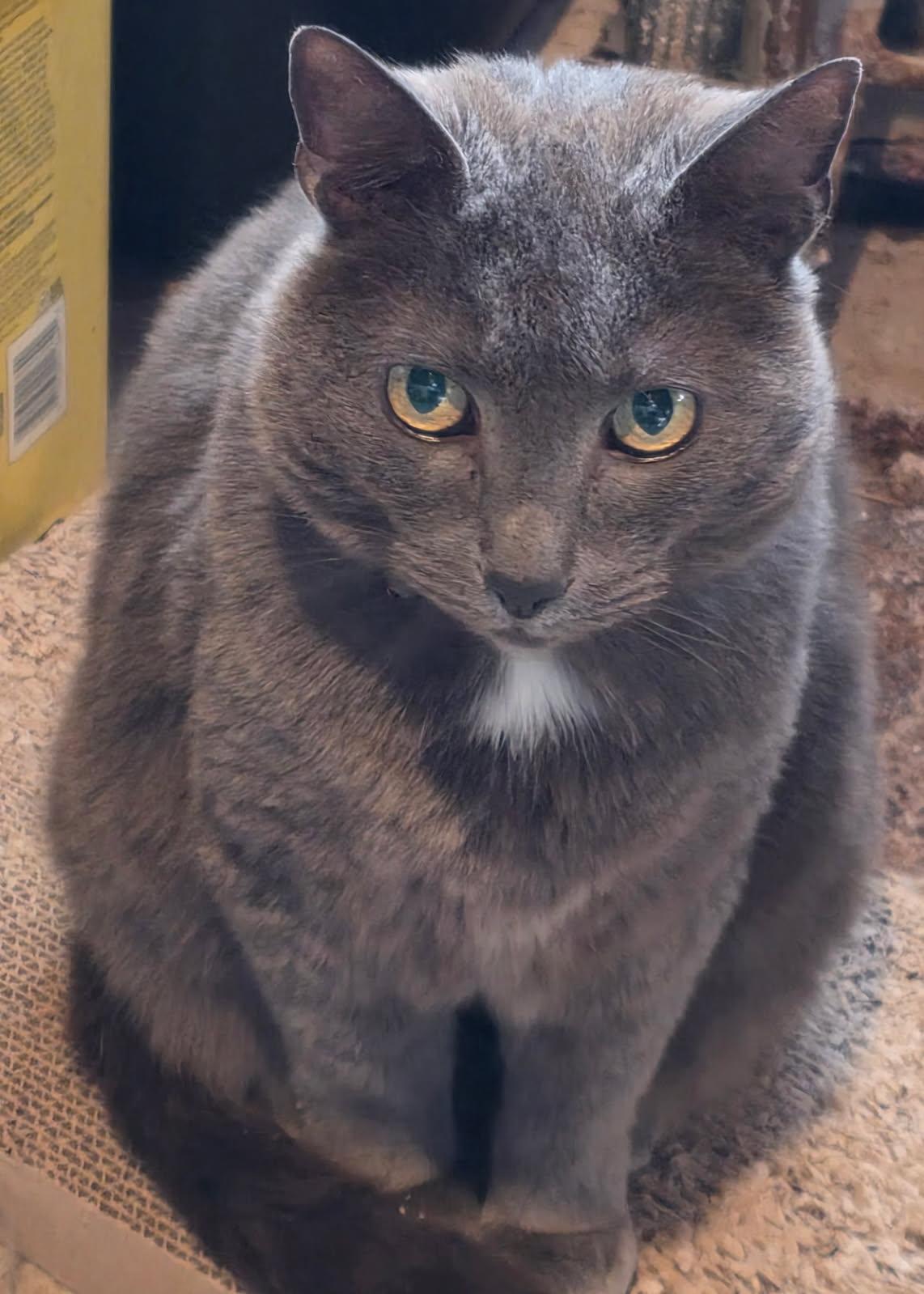 Enlarge Smokey , a ADOPTABLE Domestic Short Hair in Akron, OH image 1/4