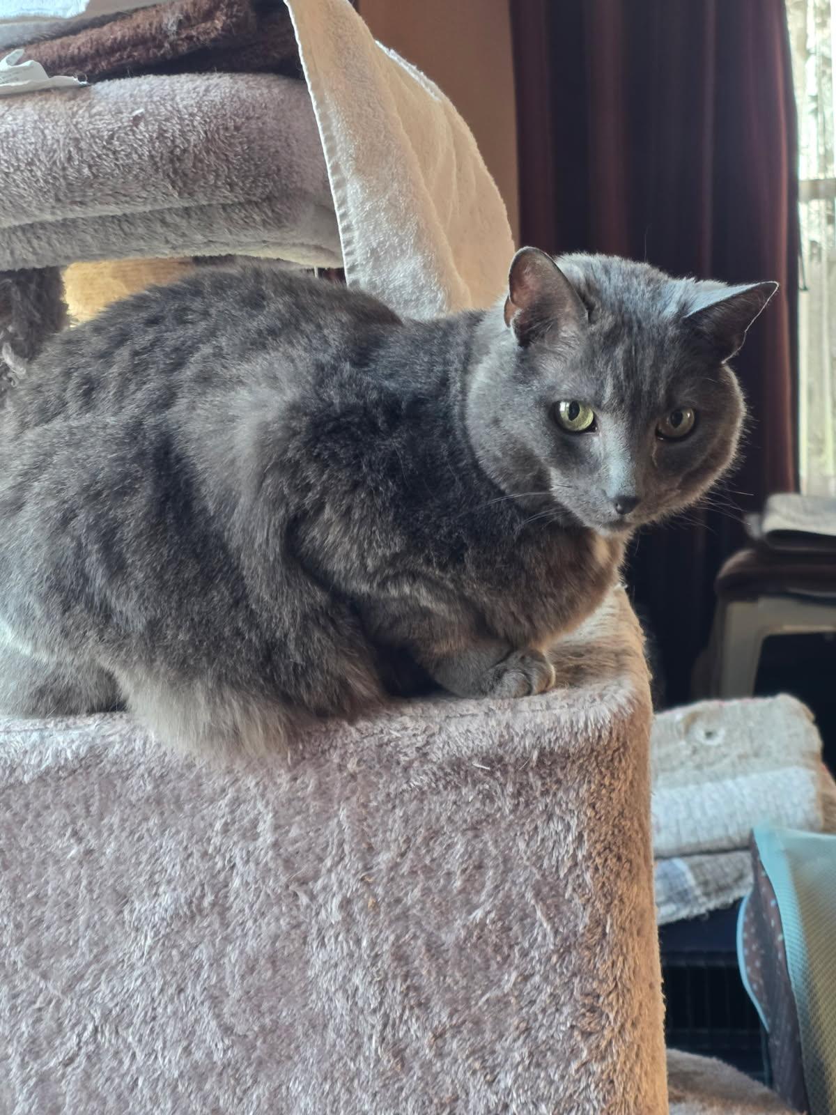 Enlarge Smokey , a ADOPTABLE Domestic Short Hair in Akron, OH image 2/4