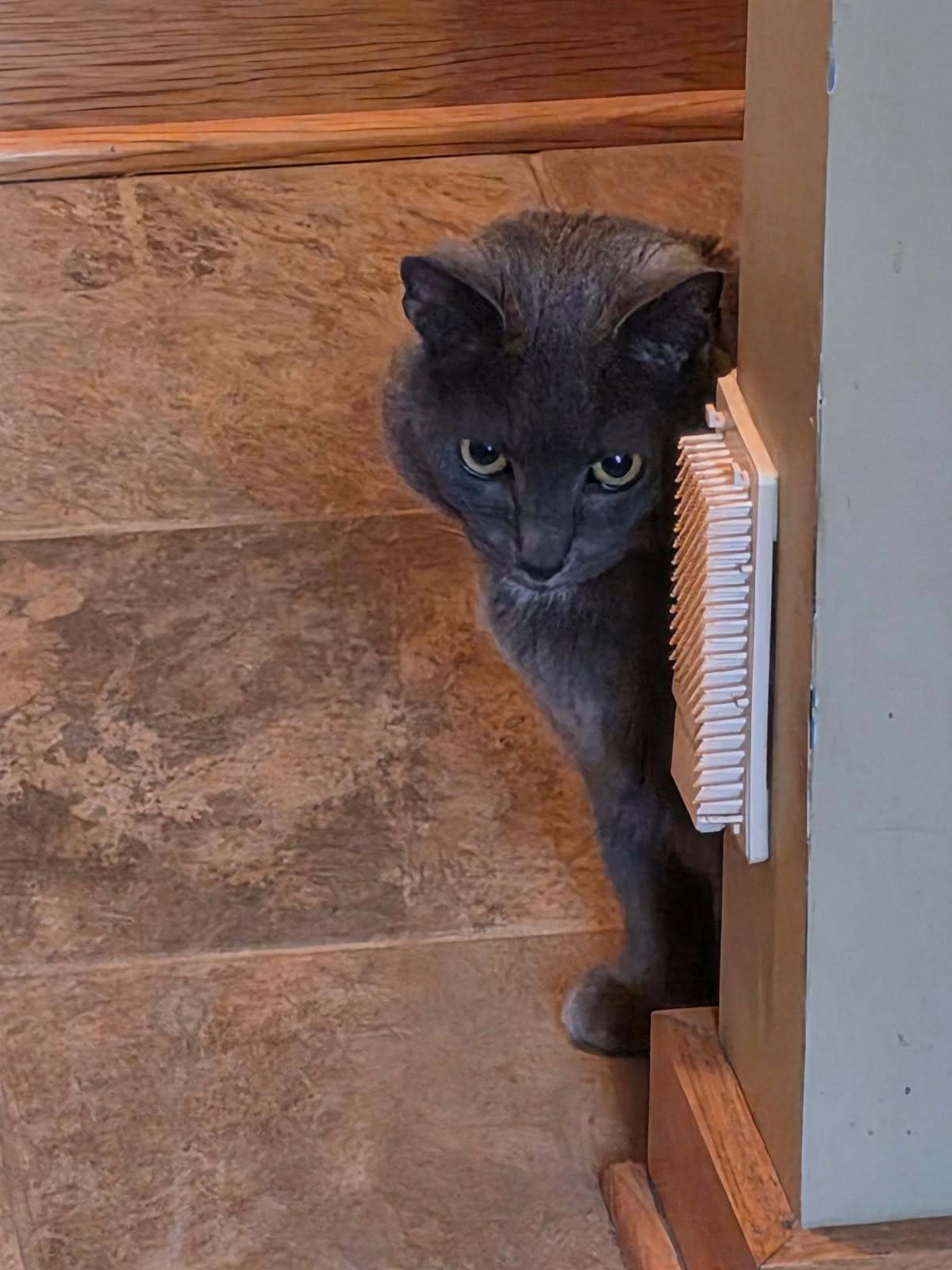 Enlarge Smokey , a ADOPTABLE Domestic Short Hair in Akron, OH image 4/4