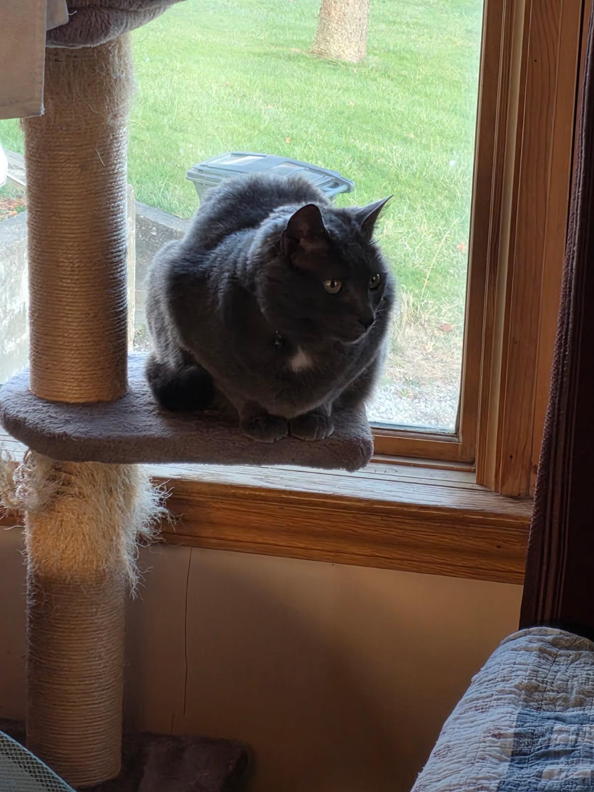 Enlarge Smokey , a ADOPTABLE Domestic Short Hair in Akron, OH image 3/4