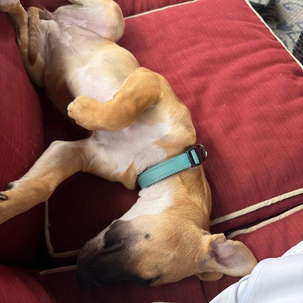 Denali, a Adoptable mixed breed in Lake Jackson, TX image 1/3