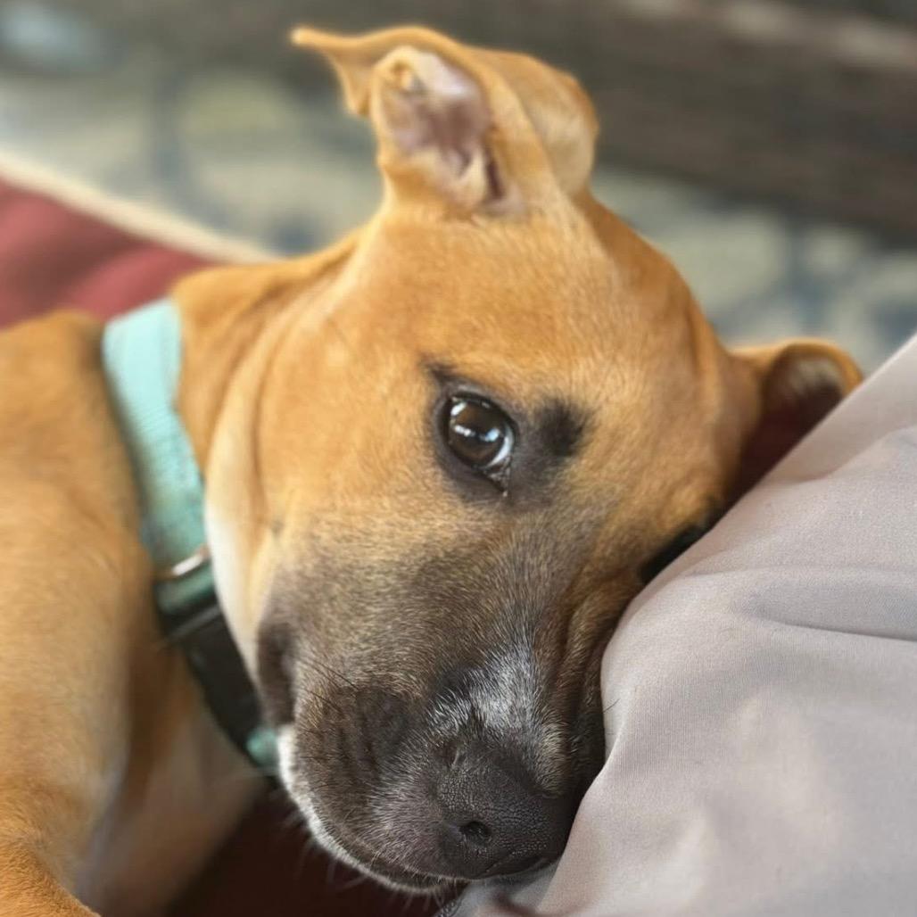 Denali, a Adoptable mixed breed in Lake Jackson, TX image 2/3